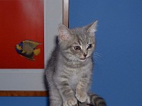 Buddha, 2002-2007
